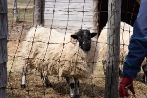 sheep behind fence