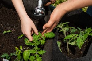 hands watering a plant