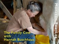 woman milking cow