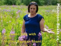 woman in field of fireweed